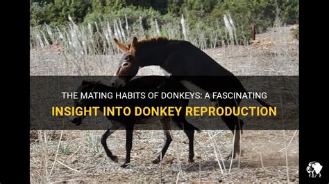 donkey mating with donkey|The Mating Habits Of Donkeys: A Fascinating Insight Into Donkey .